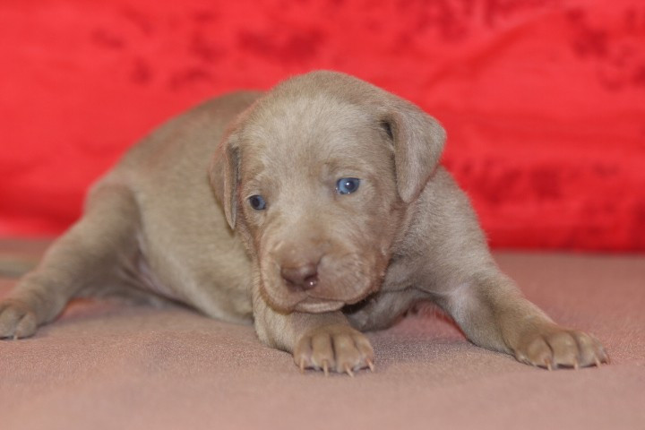 des Diamants Verts - Chiots disponibles - Braque de Weimar