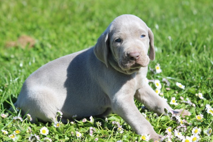 des Diamants Verts - Chiots disponibles - Braque de Weimar