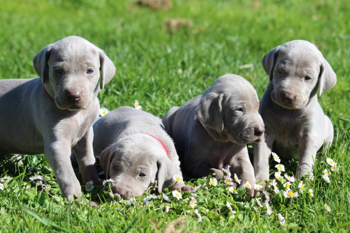 Chiot Braque de Weimar des Diamants Verts