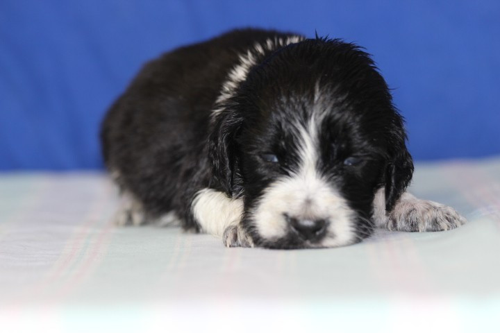 des Diamants Verts - Chiots disponibles - English Springer Spaniel