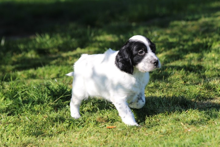 des Diamants Verts - Chiots disponibles - Setter Anglais