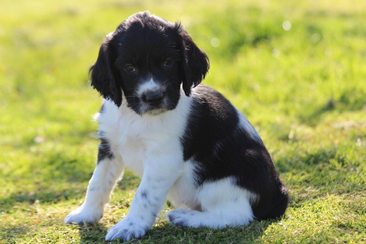des Diamants Verts - English Springer Spaniel - Portée née le 26/02/2026