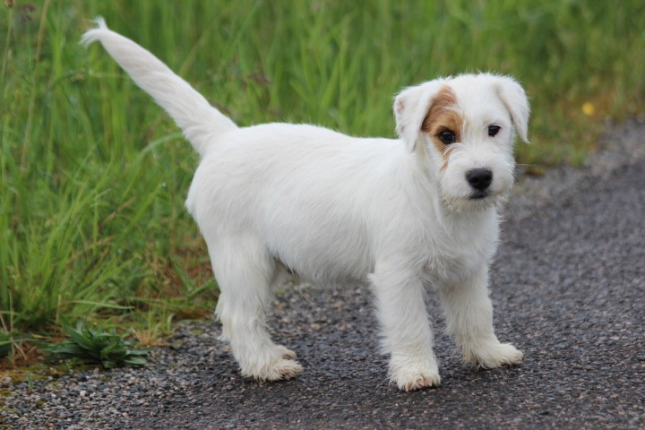 des Diamants Verts - Chiots disponibles - Jack Russell Terrier