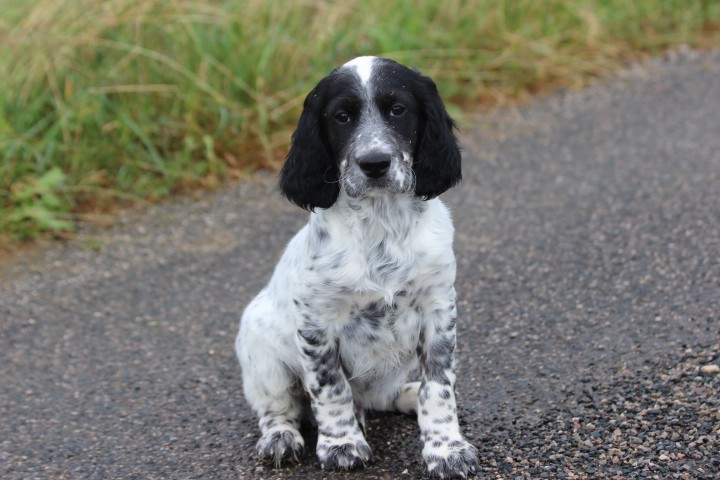 des Diamants Verts - Chiots disponibles - Setter Anglais