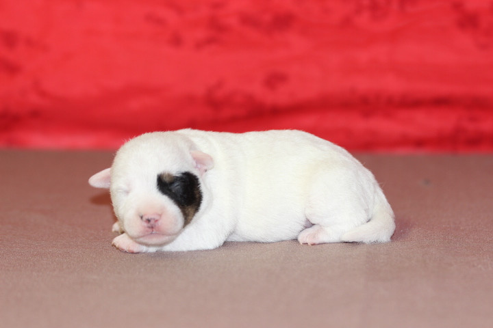 des Diamants Verts - Chiots disponibles - Jack Russell Terrier