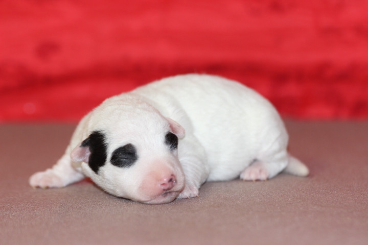 des Diamants Verts - Chiots disponibles - Jack Russell Terrier