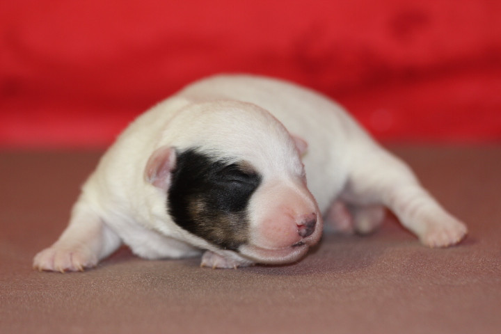 des Diamants Verts - Chiots disponibles - Jack Russell Terrier