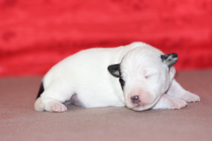 des Diamants Verts - Chiots disponibles - Jack Russell Terrier