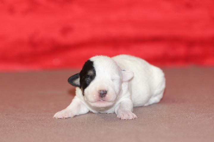 des Diamants Verts - Chiots disponibles - Jack Russell Terrier