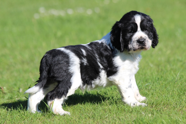 des Diamants Verts - Chiots disponibles - English Springer Spaniel