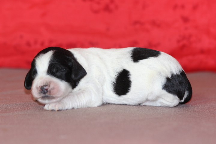 des Diamants Verts - Chiots disponibles - English Springer Spaniel