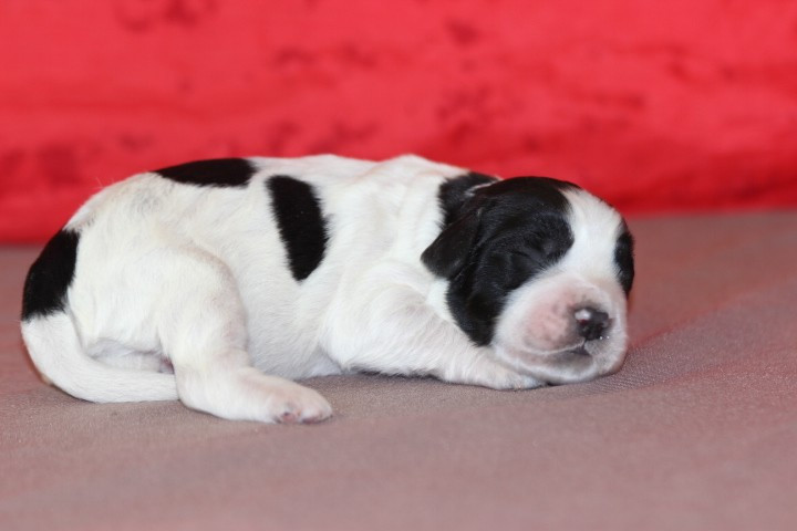 des Diamants Verts - Chiots disponibles - English Springer Spaniel