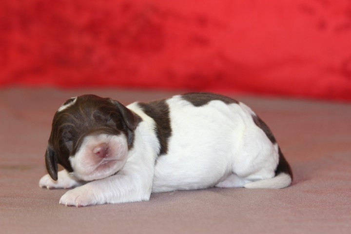 des Diamants Verts - Chiots disponibles - English Springer Spaniel