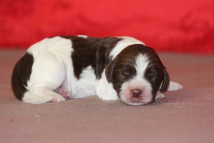 des Diamants Verts - Chiots disponibles - English Springer Spaniel