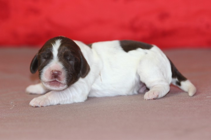 des Diamants Verts - Chiots disponibles - English Springer Spaniel