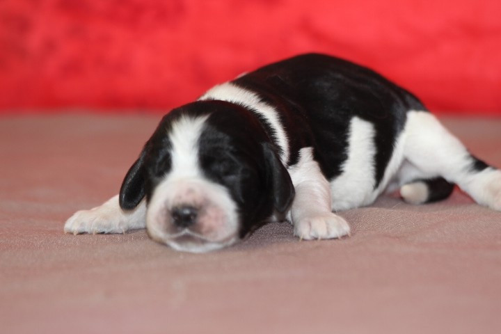 des Diamants Verts - Chiots disponibles - English Springer Spaniel