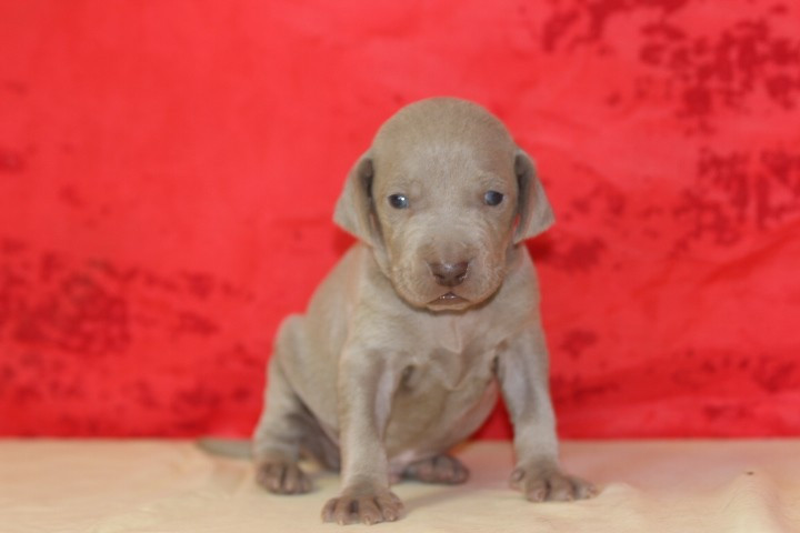des Diamants Verts - Chiots disponibles - Braque de Weimar
