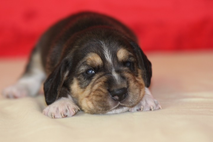 des Diamants Verts - Chiots disponibles - Beagle