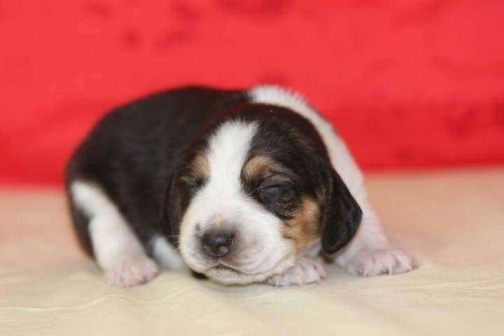 des Diamants Verts - Chiots disponibles - Beagle