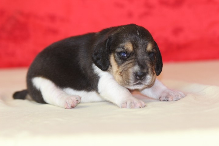 des Diamants Verts - Chiots disponibles - Beagle