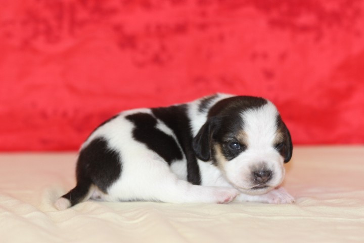 des Diamants Verts - Chiots disponibles - Beagle