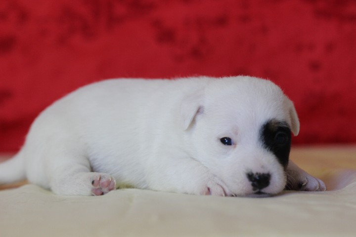 des Diamants Verts - Chiots disponibles - Jack Russell Terrier