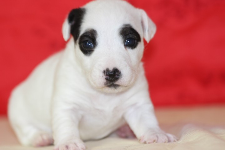 des Diamants Verts - Chiots disponibles - Jack Russell Terrier