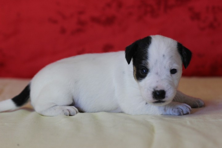 des Diamants Verts - Chiots disponibles - Jack Russell Terrier