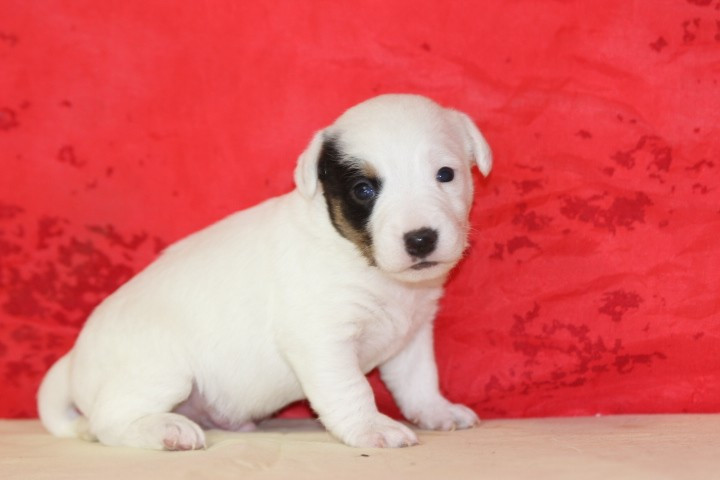 des Diamants Verts - Chiots disponibles - Jack Russell Terrier