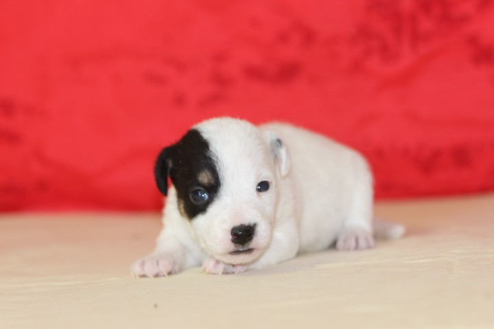 des Diamants Verts - Chiots disponibles - Jack Russell Terrier