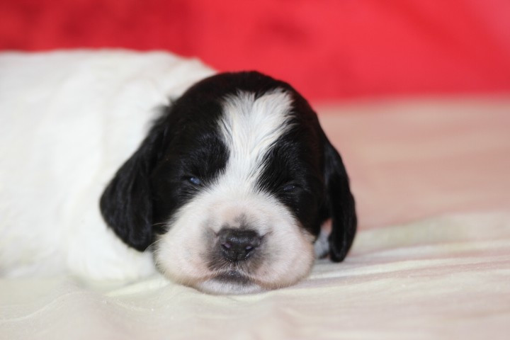 des Diamants Verts - Chiots disponibles - English Springer Spaniel