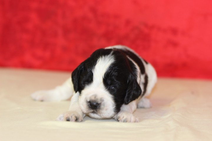 des Diamants Verts - Chiots disponibles - English Springer Spaniel