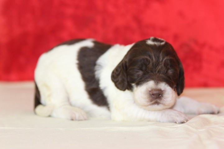 des Diamants Verts - Chiots disponibles - English Springer Spaniel