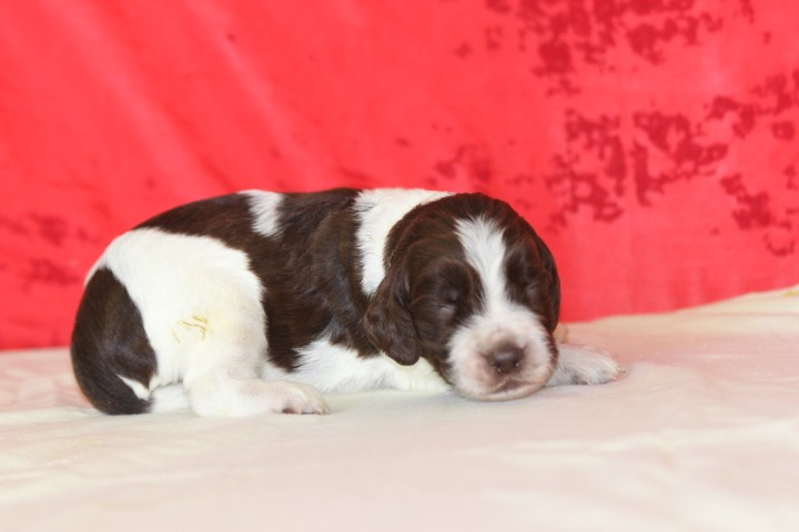 des Diamants Verts - Chiots disponibles - English Springer Spaniel