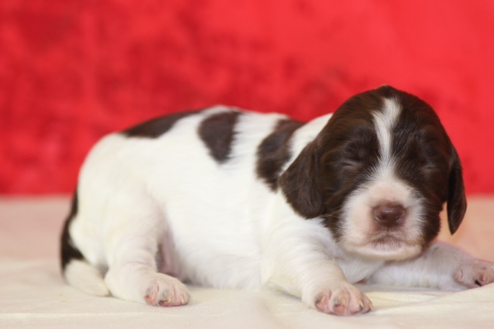 des Diamants Verts - Chiots disponibles - English Springer Spaniel