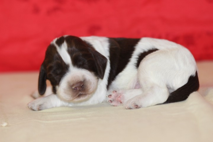 des Diamants Verts - Chiots disponibles - English Springer Spaniel