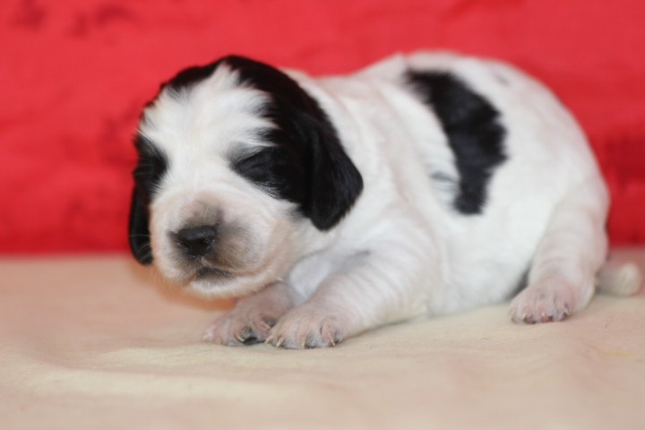 des Diamants Verts - Chiots disponibles - English Springer Spaniel