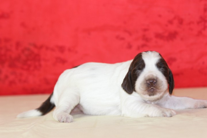 des Diamants Verts - Chiots disponibles - English Springer Spaniel