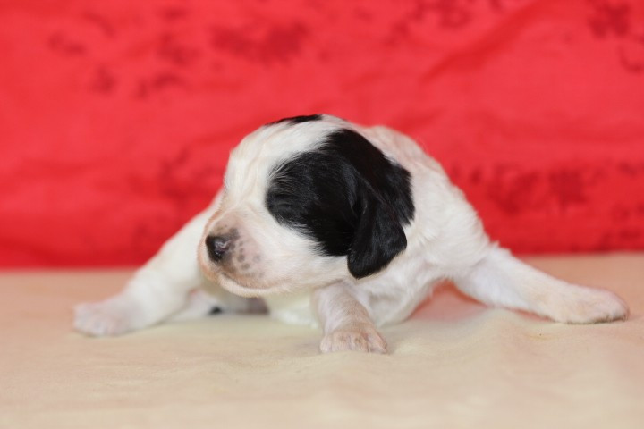 des Diamants Verts - Chiots disponibles - English Springer Spaniel