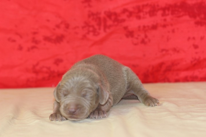 des Diamants Verts - Chiots disponibles - Braque de Weimar