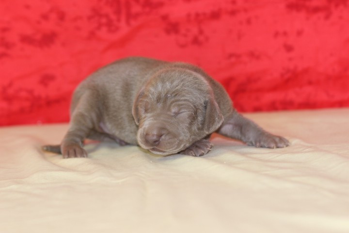 des Diamants Verts - Chiots disponibles - Braque de Weimar