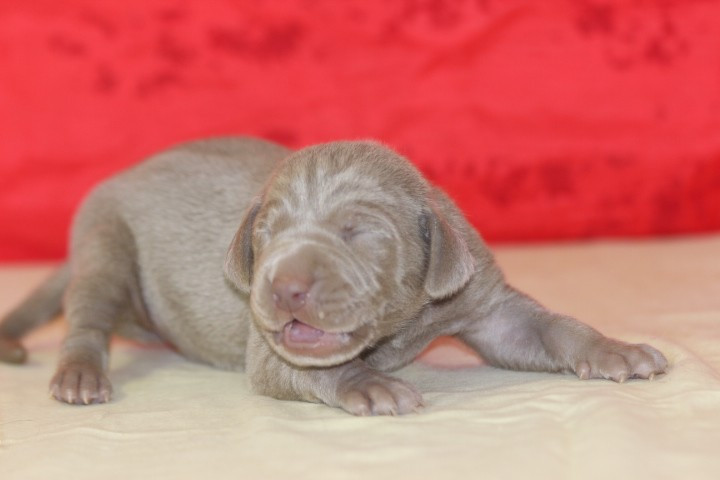 des Diamants Verts - Chiots disponibles - Braque de Weimar