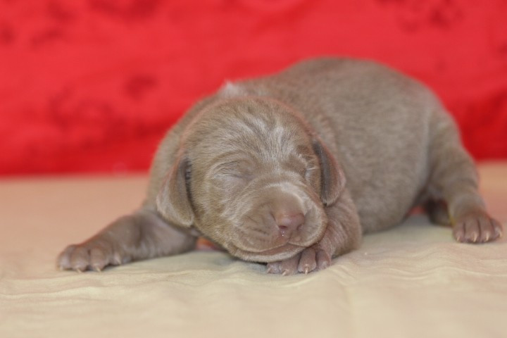 des Diamants Verts - Chiots disponibles - Braque de Weimar