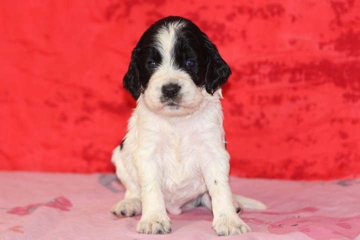 des Diamants Verts - Chiots disponibles - English Springer Spaniel