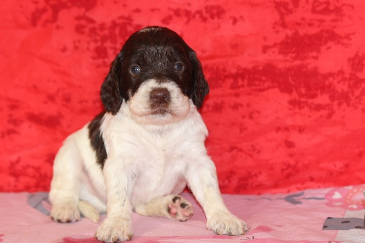 des Diamants Verts - Chiots disponibles - English Springer Spaniel