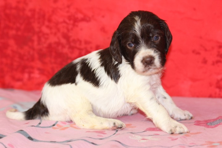 des Diamants Verts - Chiots disponibles - English Springer Spaniel