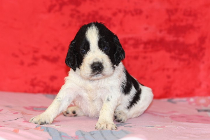 des Diamants Verts - Chiots disponibles - English Springer Spaniel
