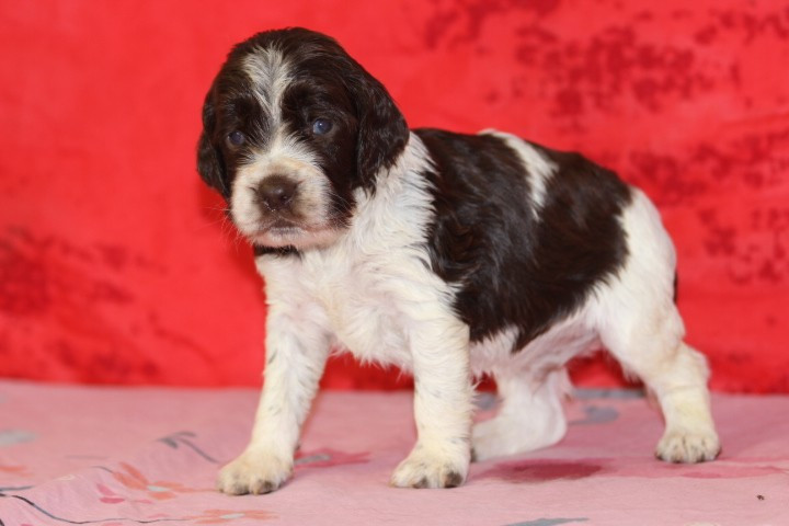 des Diamants Verts - Chiots disponibles - English Springer Spaniel