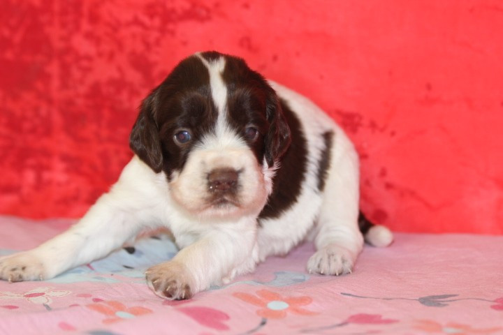 des Diamants Verts - Chiots disponibles - English Springer Spaniel
