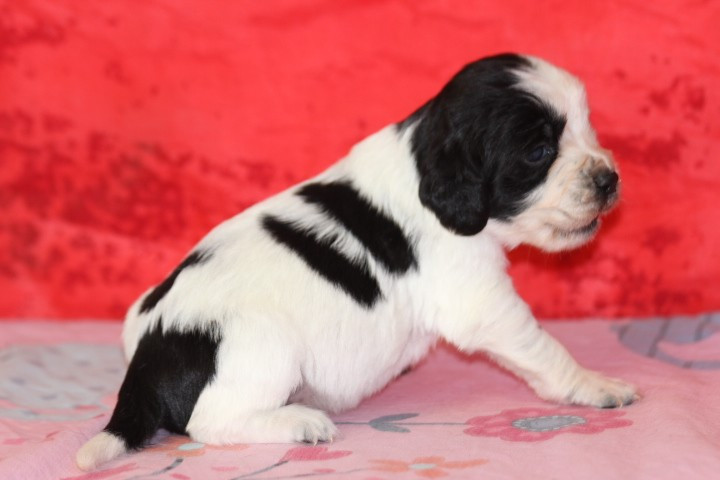 des Diamants Verts - Chiots disponibles - English Springer Spaniel